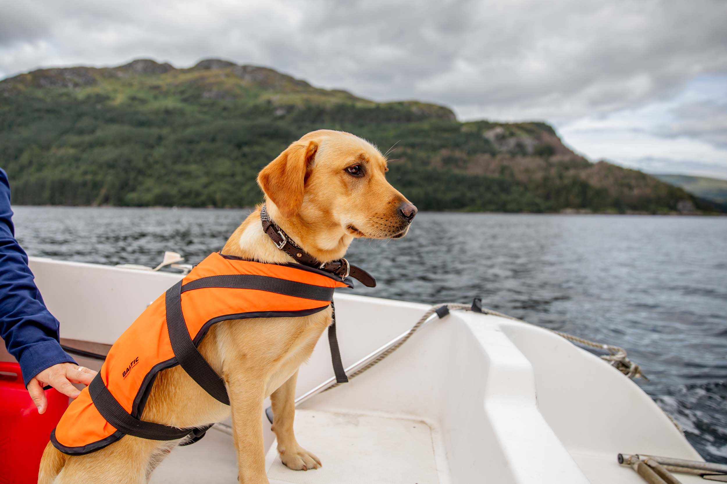 dog on loch goil boat trip
