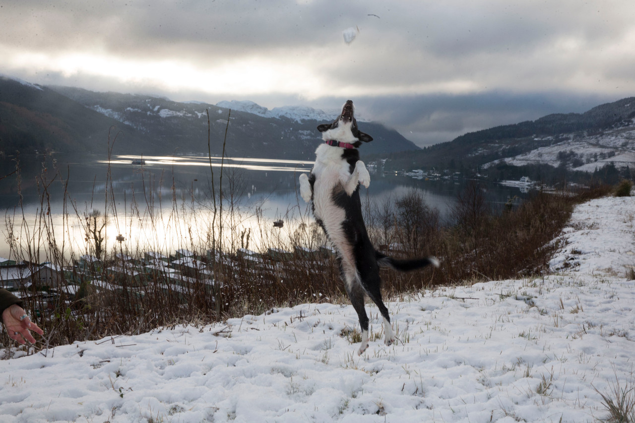 Dog in snow by Loch Goil