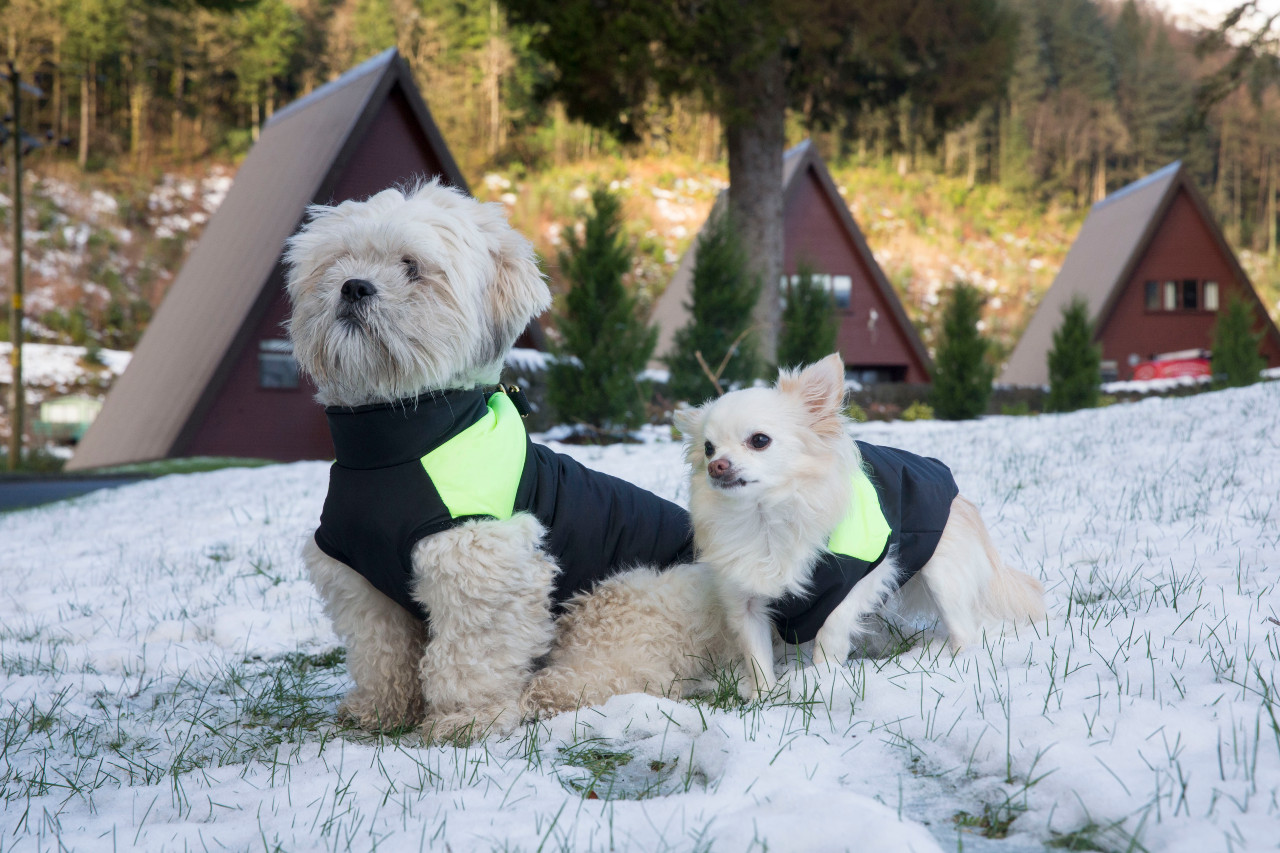 Dogs in snow by lodges