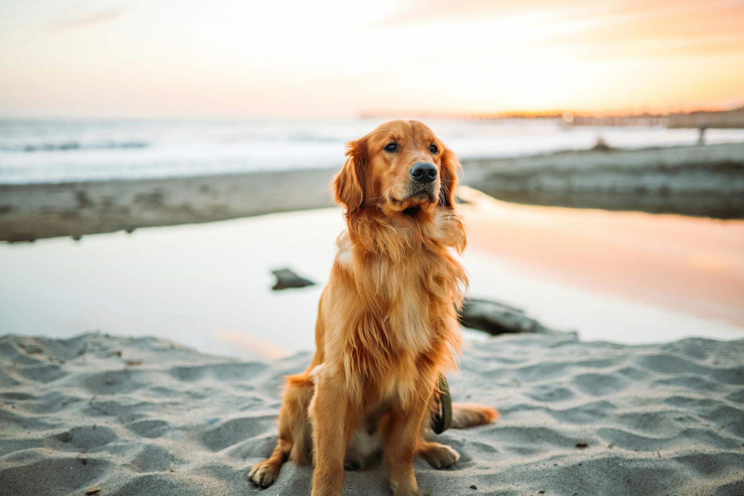dog sitting on beach