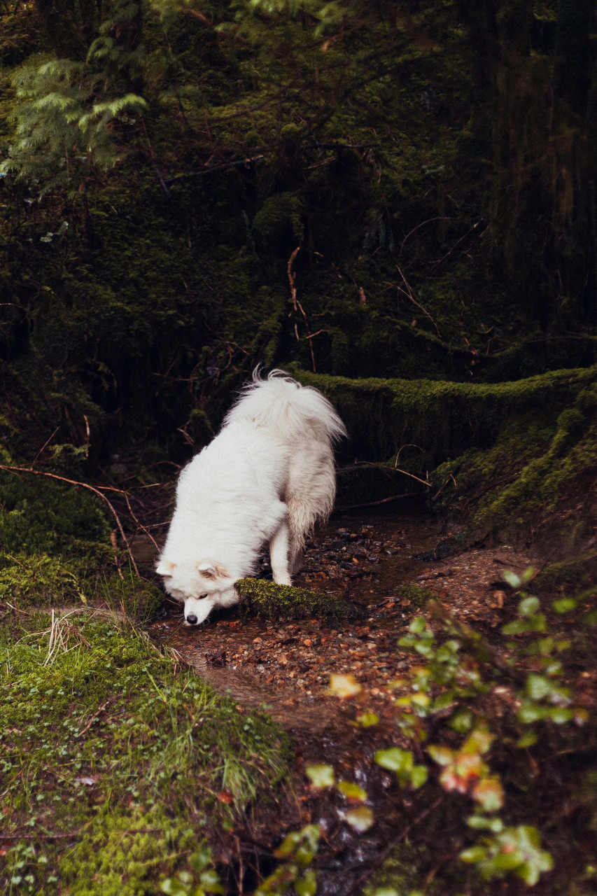 Dog in forest by Loch Eck