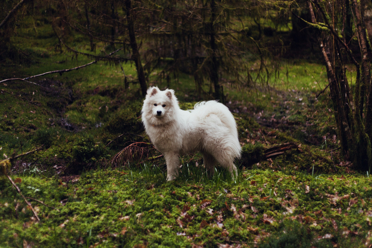 Dog in mossy forest near Loch Eck