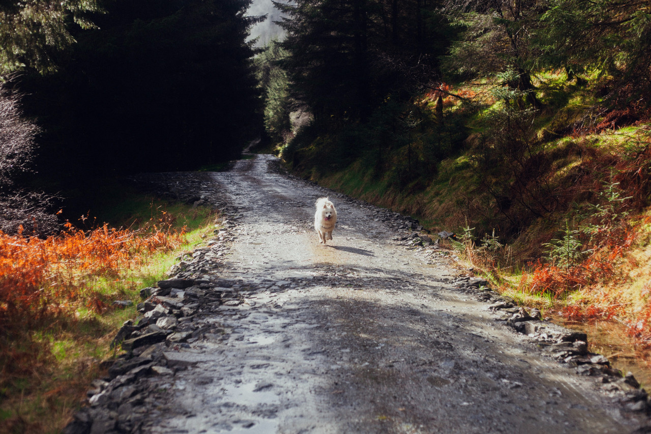 dog in forest near Loch Eck