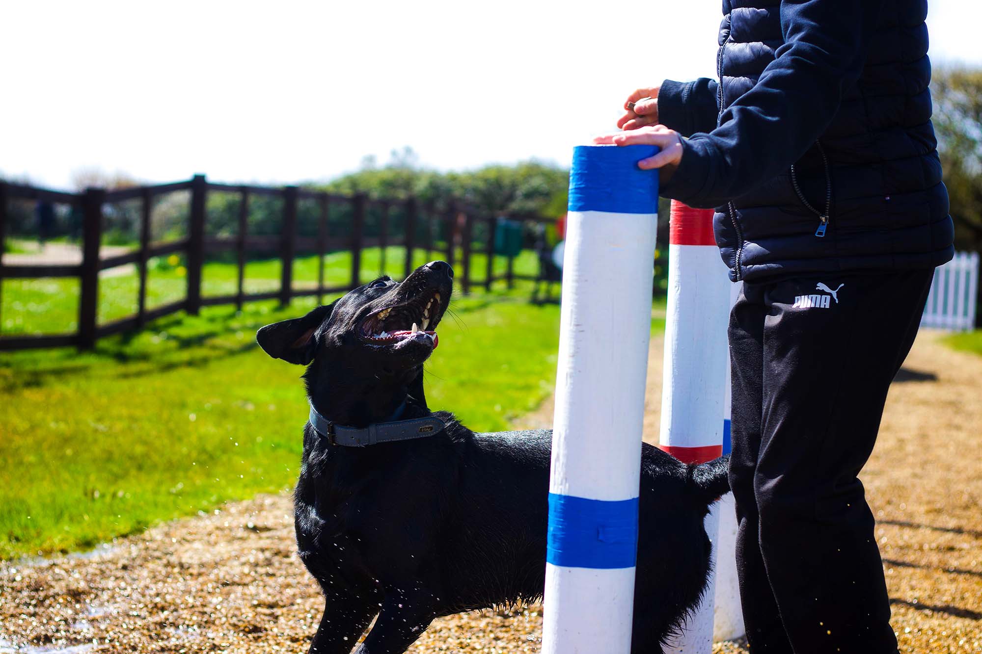 Dog Agility Course at Medmerry