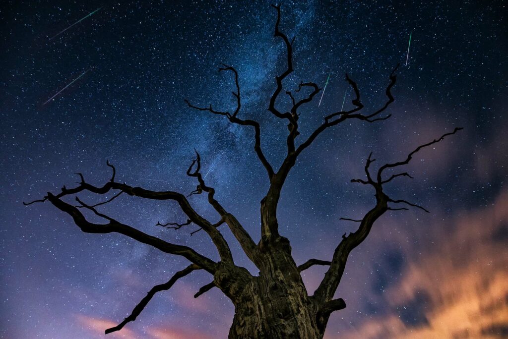 stargazing-dark-sky-oak-tree-in-the-south-downs