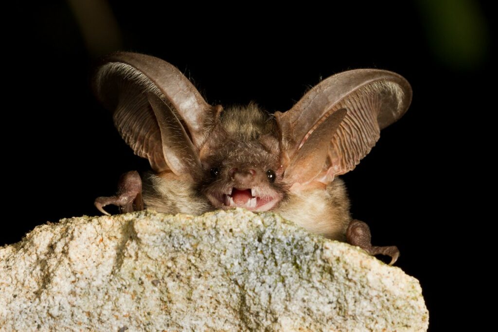 brown long eared bat
