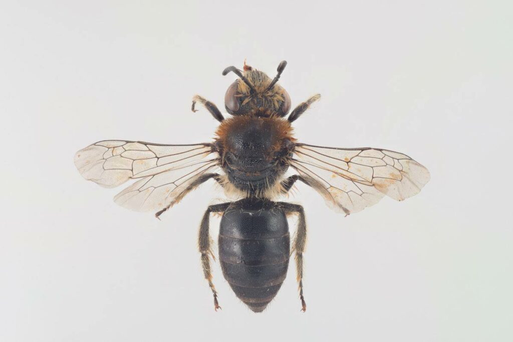 northern colletes bee