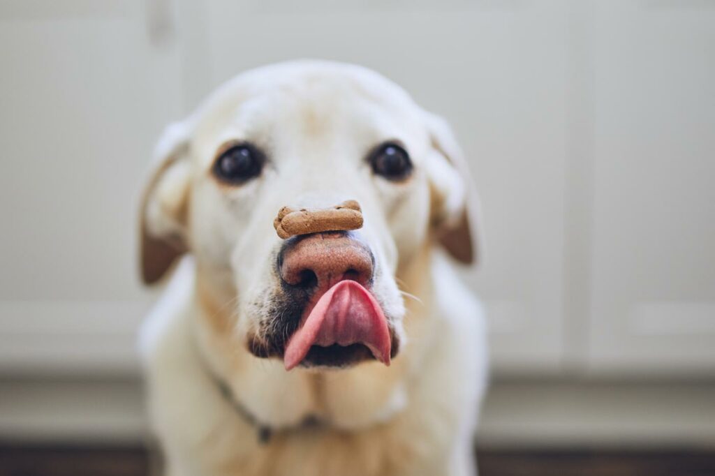 dog with biscuit